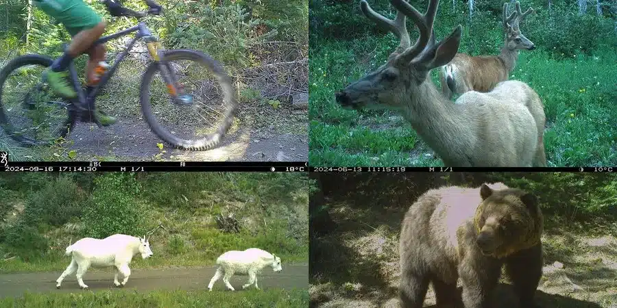 Tracking Wildlife and People with Camera Traps | WWF
